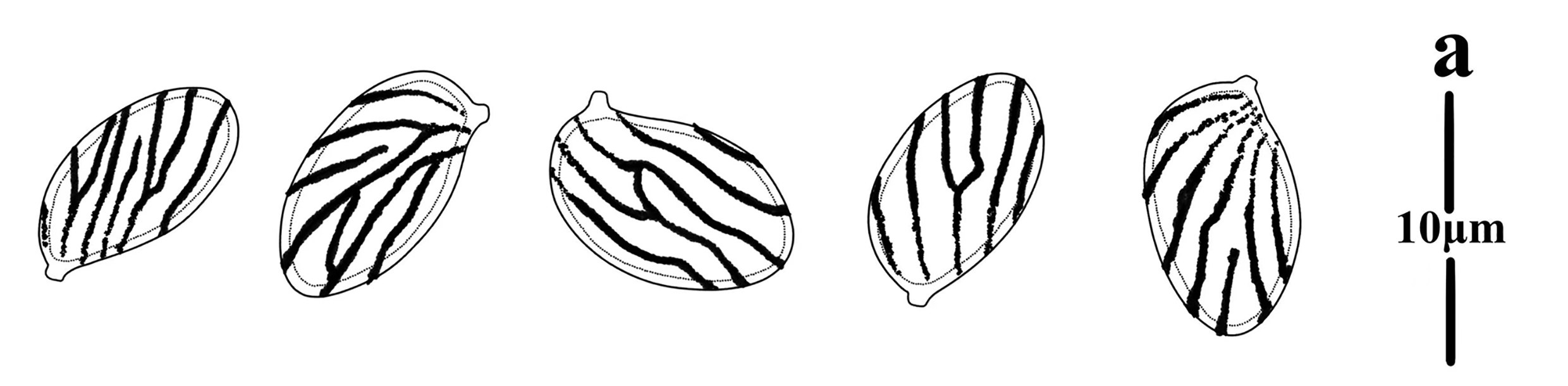Figure 81